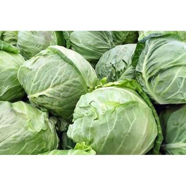 Cabbage - الكرنب
