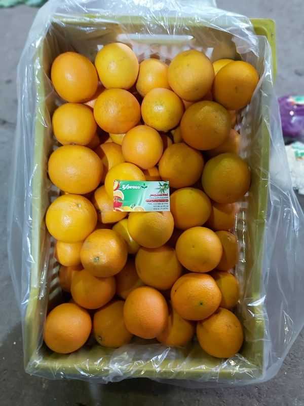 Oranges - برتقال