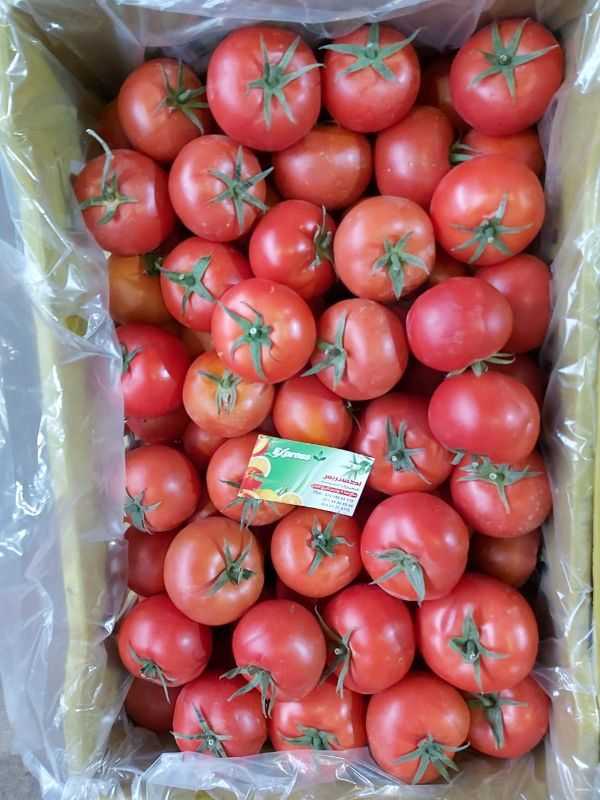 Tomato -  طماطم