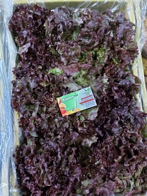 Red lettuce ( bostton ) - خس احمر فرنساوى