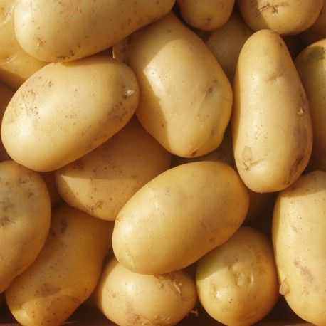 Potato - بطاطس