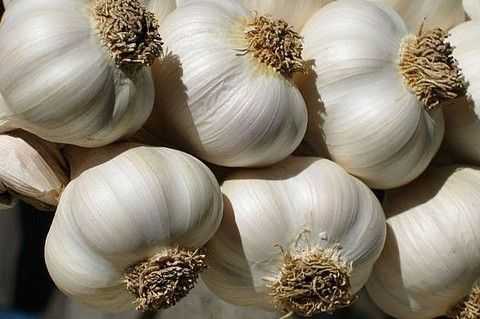 Garlic - ثوم