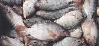 Tilapia - سمك بلطي