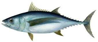 Tuna - سمك تونه