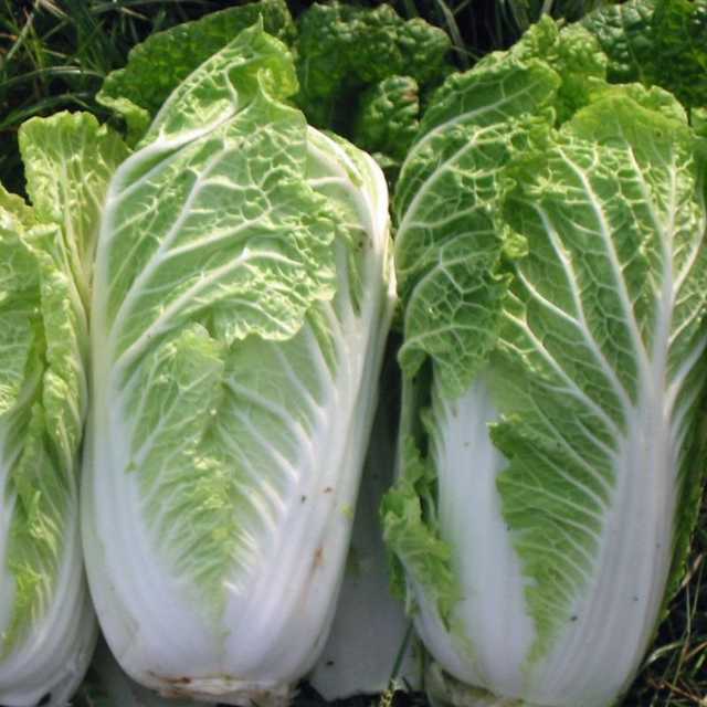 Romaine lettuce - خص رومين