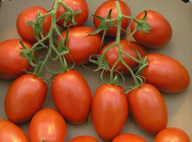 شيري طماطم بلحيه - Cherry Tomatoes