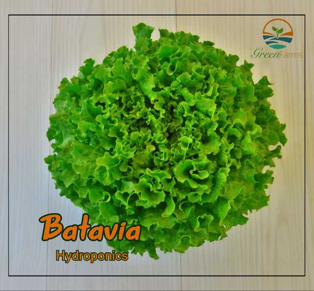 Batavia Lettuce - خس