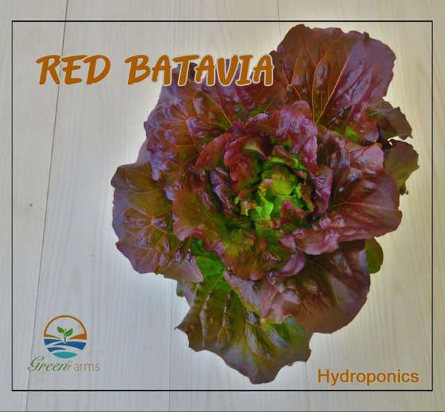 Red Batavia Lettuce - خس