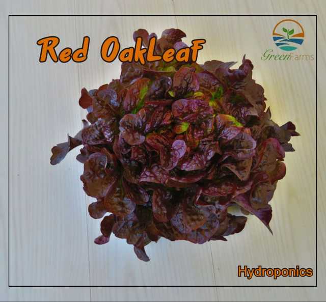 Red Oakleaf Lettuce - خس