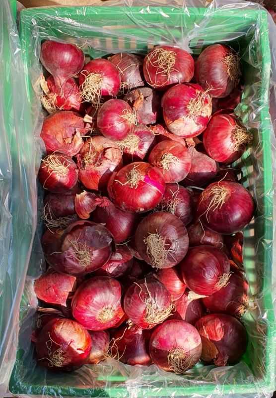Red Onions _ بصل احمر
