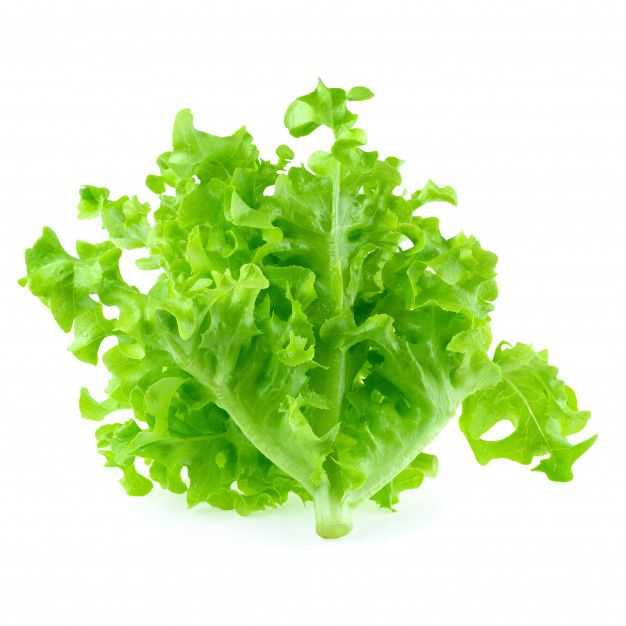 green oak leaf lettuce خس اوكليف اخضر