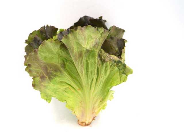 red batavia lettuce خس بتافيا احمر