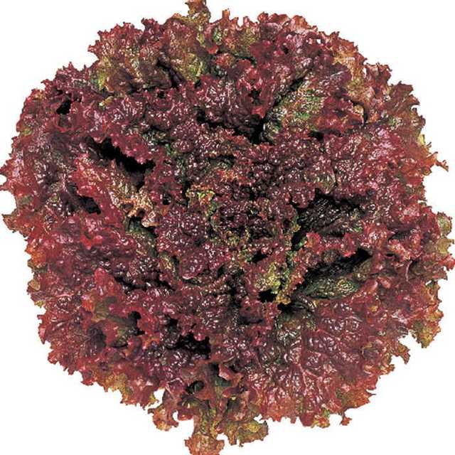 Red Fire (difena) lettuce خس احمر دفينا