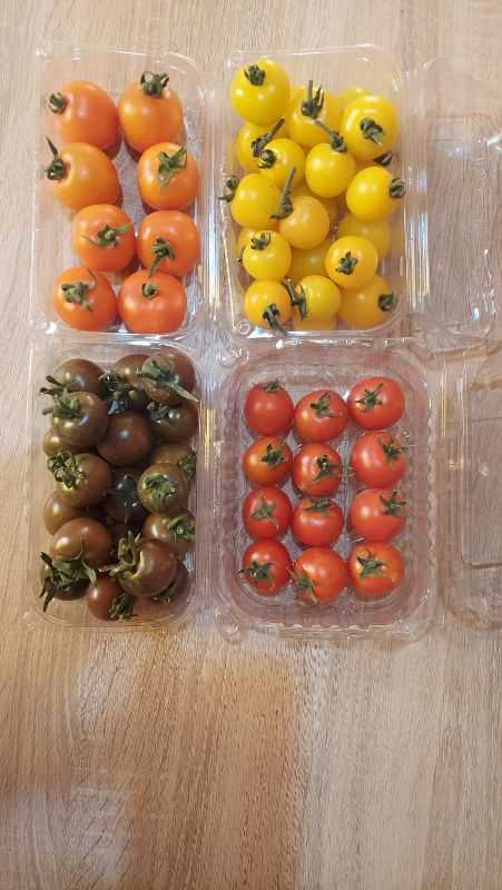 Colored Cherry Tomatoes - طماطم شيري الوان