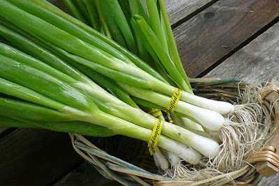 Green Onions - بصل اخضر