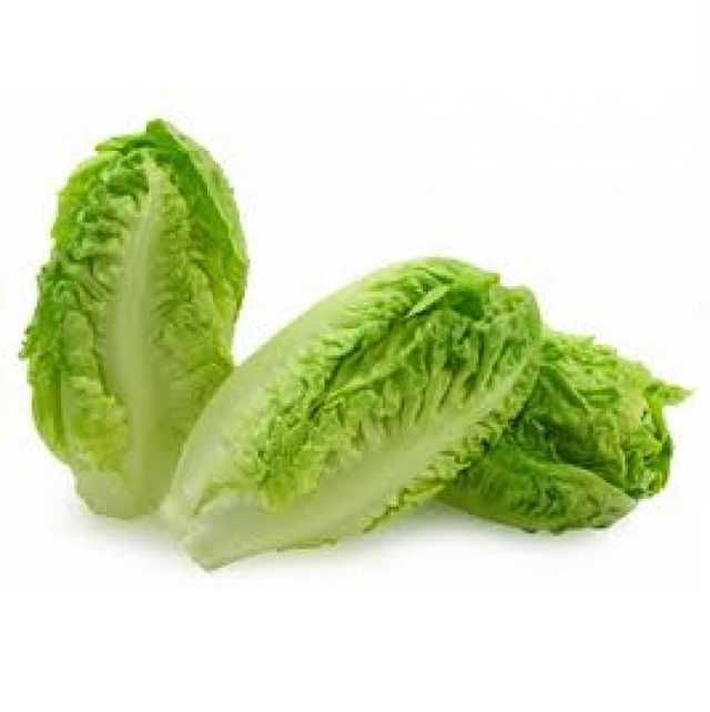 Lettuce - خس