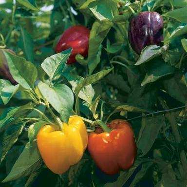 Colored Pepper - فلفل الوان