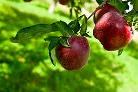 Apple - تفاح