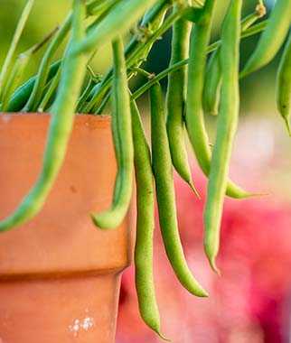 Green Beans - فاصوليا