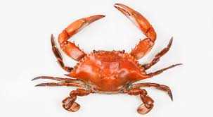 Crab - كابوريا