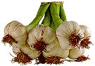 Garlic - ثوم بدرة